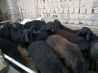 Widder, Rhon sheep — Foto 5