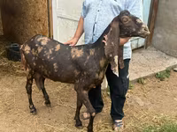 Ziege, Kamori goats — Foto 1