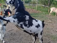 公山羊, Nubian Goat — 照片 5