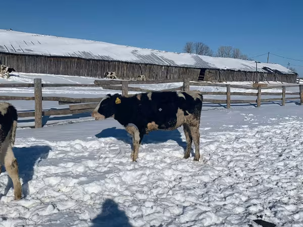 Kuh, Russian Black pied cattle