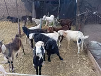Ziegenbock, Pomellata goat — Foto 3