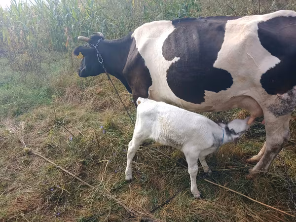 Bulle, Holstein-Rasse