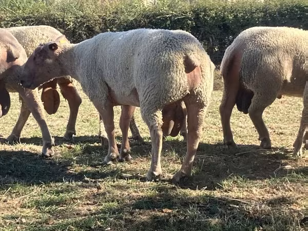 Widder, Charollais sheep