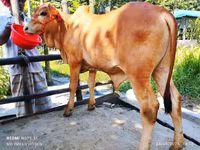 Toro, Ganado vacuno — foto 4