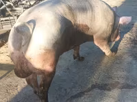 Boar, Пьетрен — photo 2