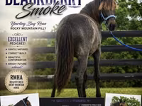 Kobyła, Rocky Mountain Horse — zdjęcie 1
