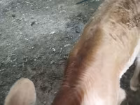 母牛, Swiss cattle — 照片 5