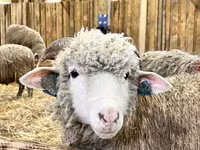 Schaf, Kuibyshev sheep — Foto 5