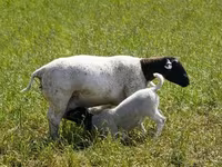 Schaf, Kuibyshev sheep — Foto 5