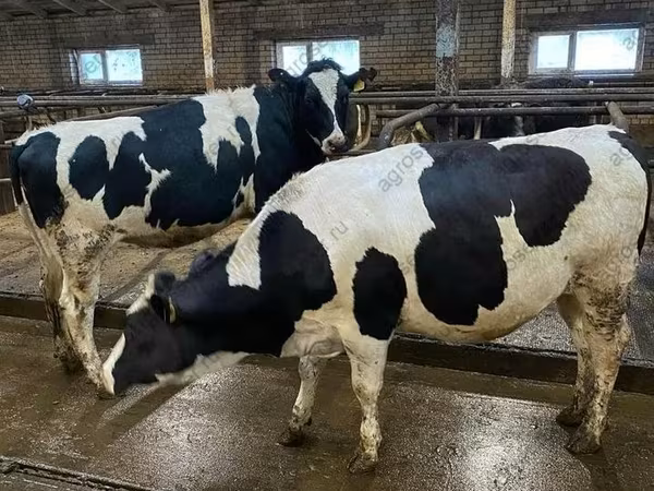 İnek, Holstein ırkı
