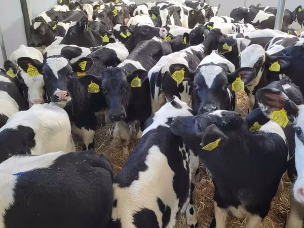 Bulle, Holstein-Rasse