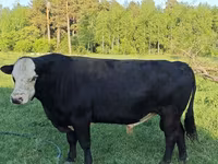 Bulle, Kasachische Weißkopfkuh — Foto 6