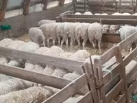 Schaf, Schafe — Foto 5