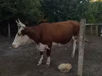 Cow, Cattle — photo 2