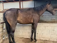 Aygır, Arabian horse — foto 2