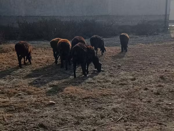 Boğa, Sığır