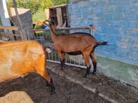 Ziege, Alpine goat — Foto 3