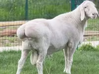 公羊, Sheep — 照片 2