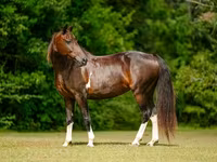 Kobyła, American paint horse — zdjęcie 3