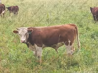İnek, Simmental cattle — foto 6