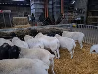 Widder, Dorper sheep — Foto 3