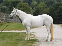 Koń, National Show Horse — zdjęcie 2