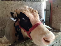 Boğa, Russian Black pied cattle — foto 3