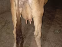 Vaca, Ukrainian Brown Dairy Cattle — foto 2