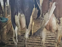 Cow, Holstein breed — photo 3