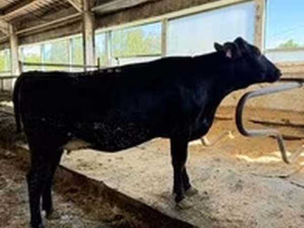 Race Holstein