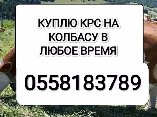 Βοοειδή