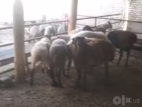 Koç, Arabi sheep — foto 4