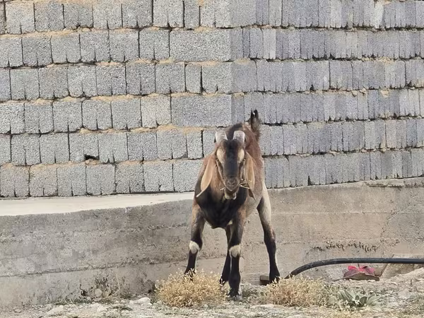 Oğlak, Nubian Goat