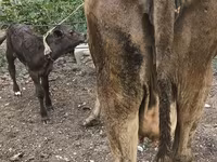 母牛, Simmental cattle — 照片 4