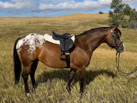 Hengst, Horses of Sable Island — Foto 4