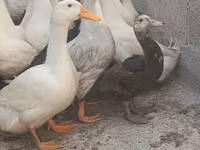Hausente — Foto 4
