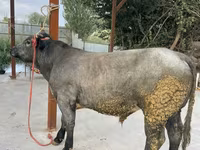 Bull, Belgian Blue — photo 2