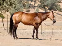 Koń, Quarter Horse — zdjęcie 3