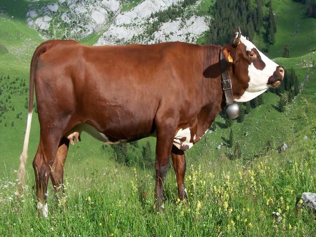 Abondanz