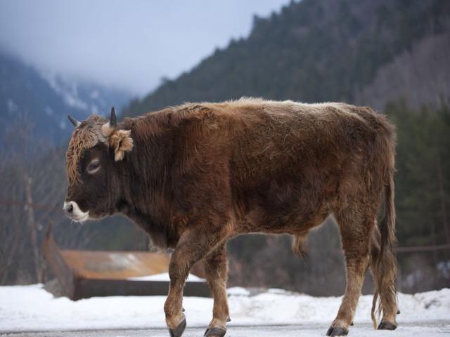 Kaukasische braune Kuh