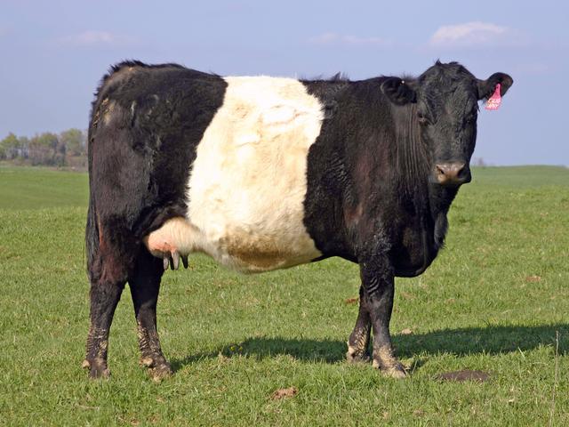 Buehlingo