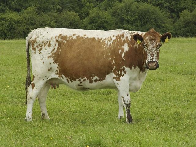 Bushuevskaya cow