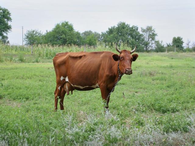 Rote Tambower Kuh