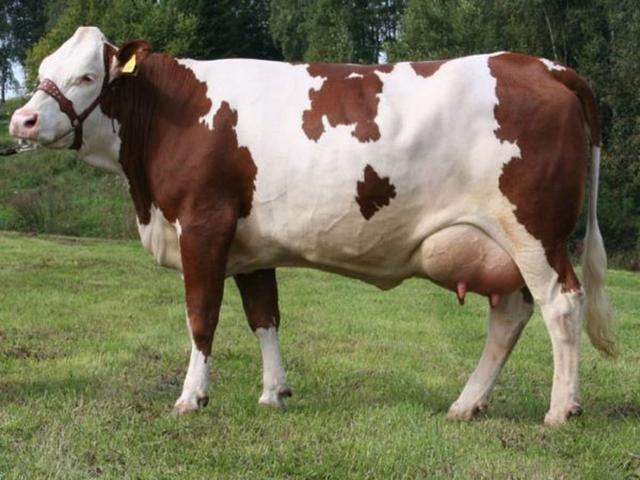 Red-spotted breed