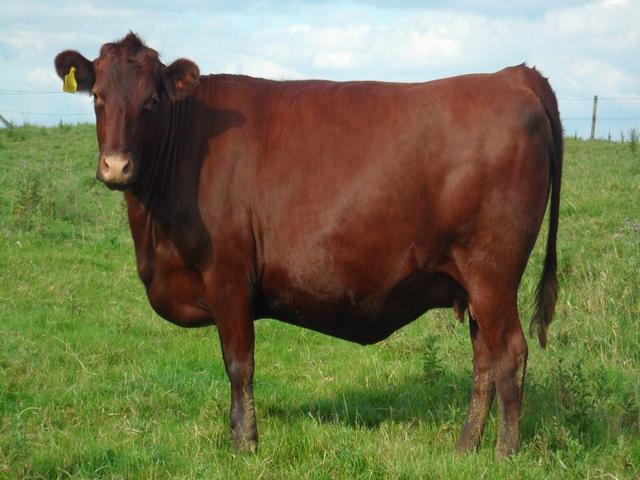 Rote hornlose Kuh
