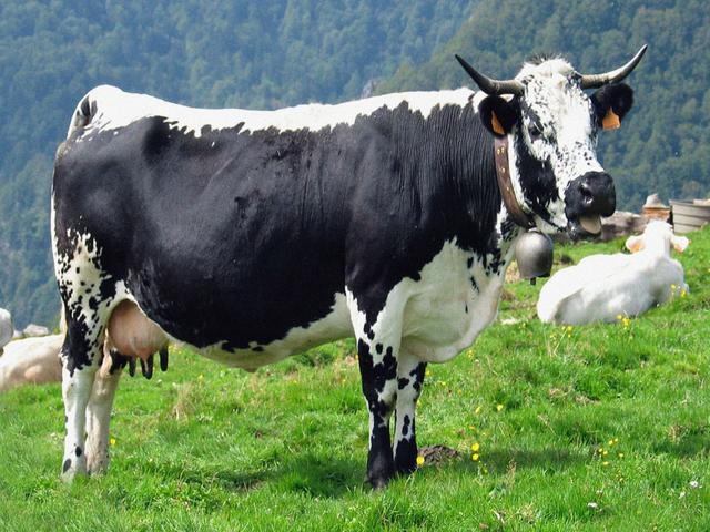 Vogesen