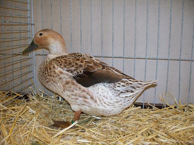 Walisischer Harlekin
