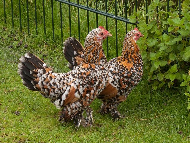 Bantam Booted