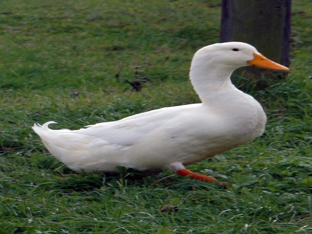 Amerikansk Pekin