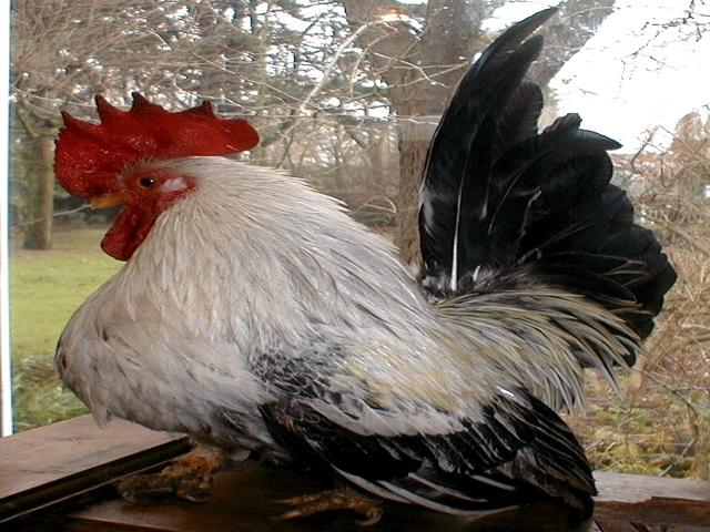 Bantam giapponese